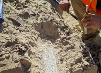 Ancient Mammal Fossils Found at Oceanside Construction Site