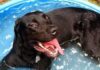 Heat Stroke for Hot Dogs can Happen NOW!
