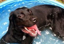 Heat Stroke for Hot Dogs can Happen NOW!