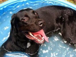 Heat Stroke for Hot Dogs can Happen NOW!