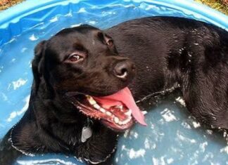 Heat Stroke for Hot Dogs can Happen NOW!