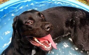 Heat Stroke for Hot Dogs can Happen NOW!