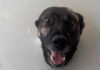 Sheriff’s K-9 Injured During Arrest – Escondido