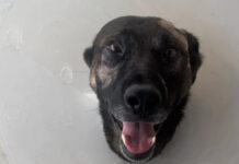Sheriff’s K-9 Injured During Arrest – Escondido