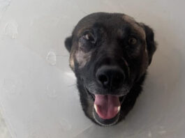 Sheriff’s K-9 Injured During Arrest – Escondido
