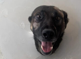 Sheriff’s K-9 Injured During Arrest – Escondido