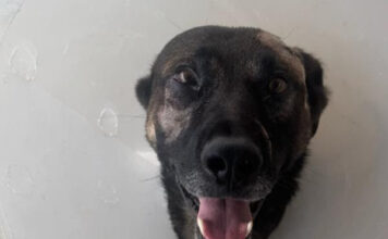 Sheriff’s K-9 Injured During Arrest – Escondido