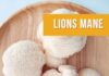 State Street Farmers Market – Mushrooms Make The Market