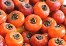 State Street Farmers Market Persimmon Season Has Arrived at the Market