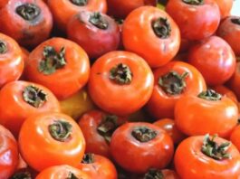 State Street Farmers Market Persimmon Season Has Arrived at the Market