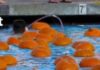News from the City of Carlsbad Halloween Season and More