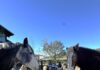TERI Launches New Equine Experience for Team & Leadership Development