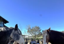 TERI Launches New Equine Experience for Team & Leadership Development