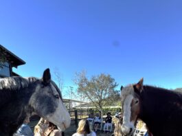 TERI Launches New Equine Experience for Team & Leadership Development