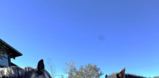 TERI Launches New Equine Experience for Team & Leadership Development