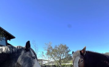 TERI Launches New Equine Experience for Team & Leadership Development