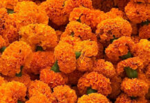 State Street Farmers Market Get Halloween Ready