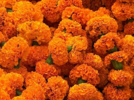 State Street Farmers Market Get Halloween Ready