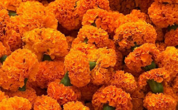 State Street Farmers Market Get Halloween Ready